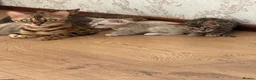 Bengal cats for sale: Bengal - Advert 1