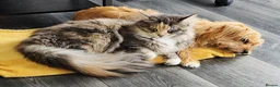 Maine Coon cats for sale: Beautiful friendly girl - Advert 11