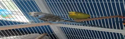 Budgerigars birds for sale: 3 budgies and full set up.. - Advert 2