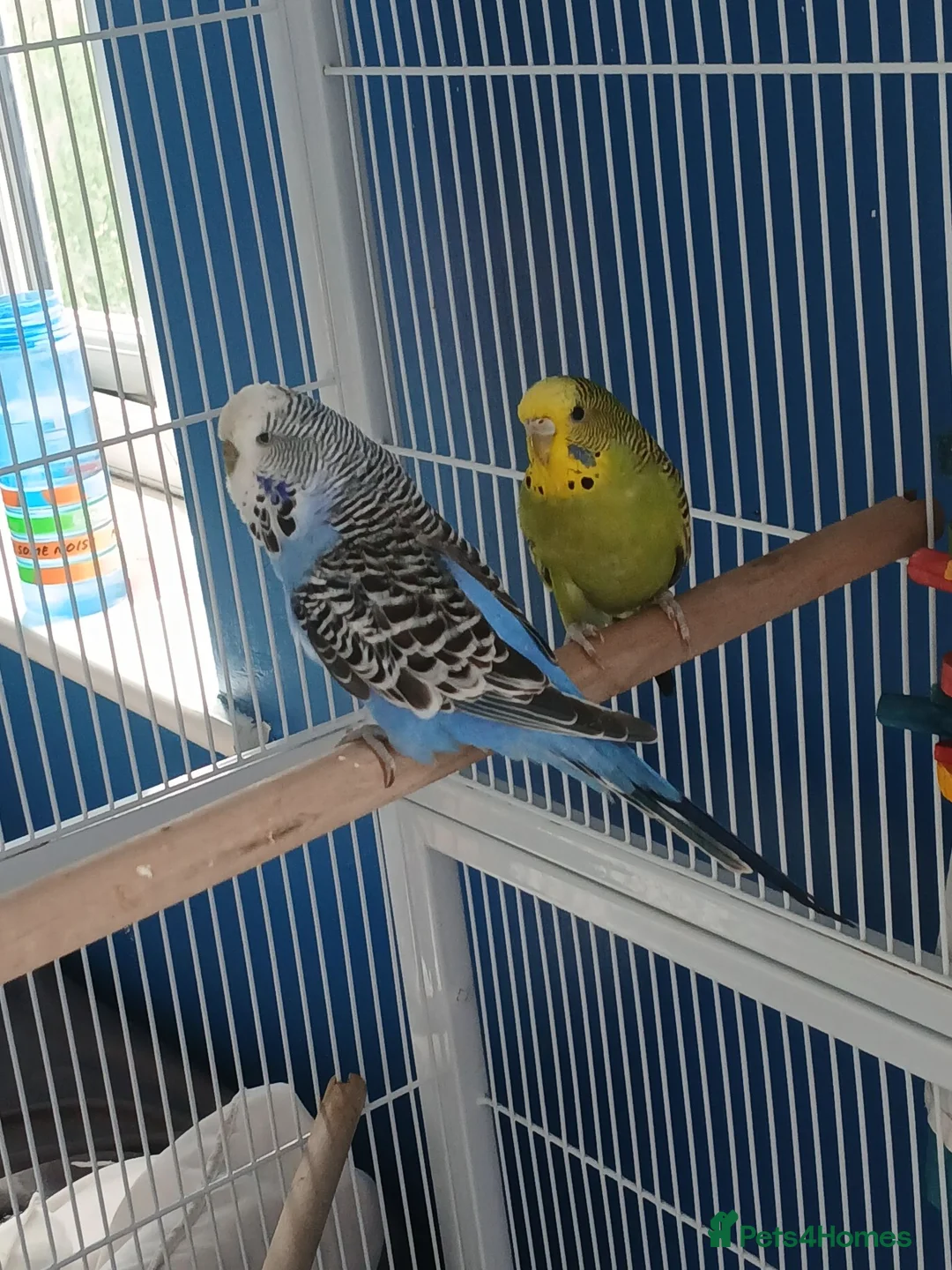 Budgerigars birds for sale: 3 budgies and full set up.. - Advert 2