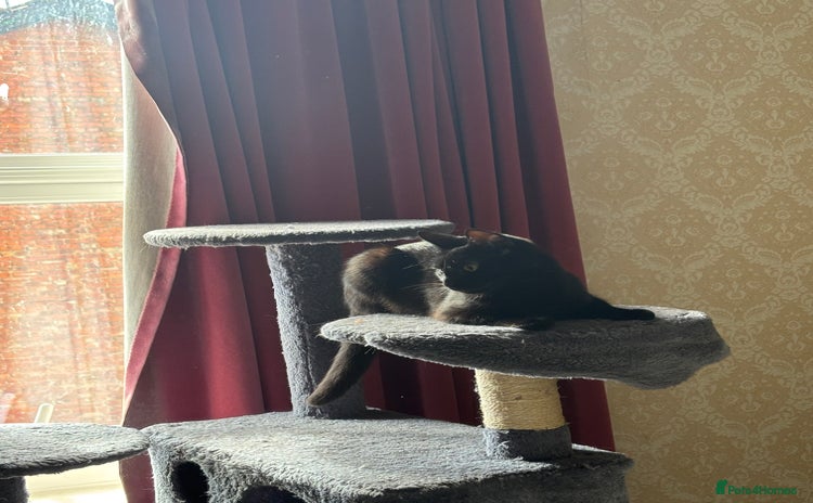 British Shorthair cats - Advert 1