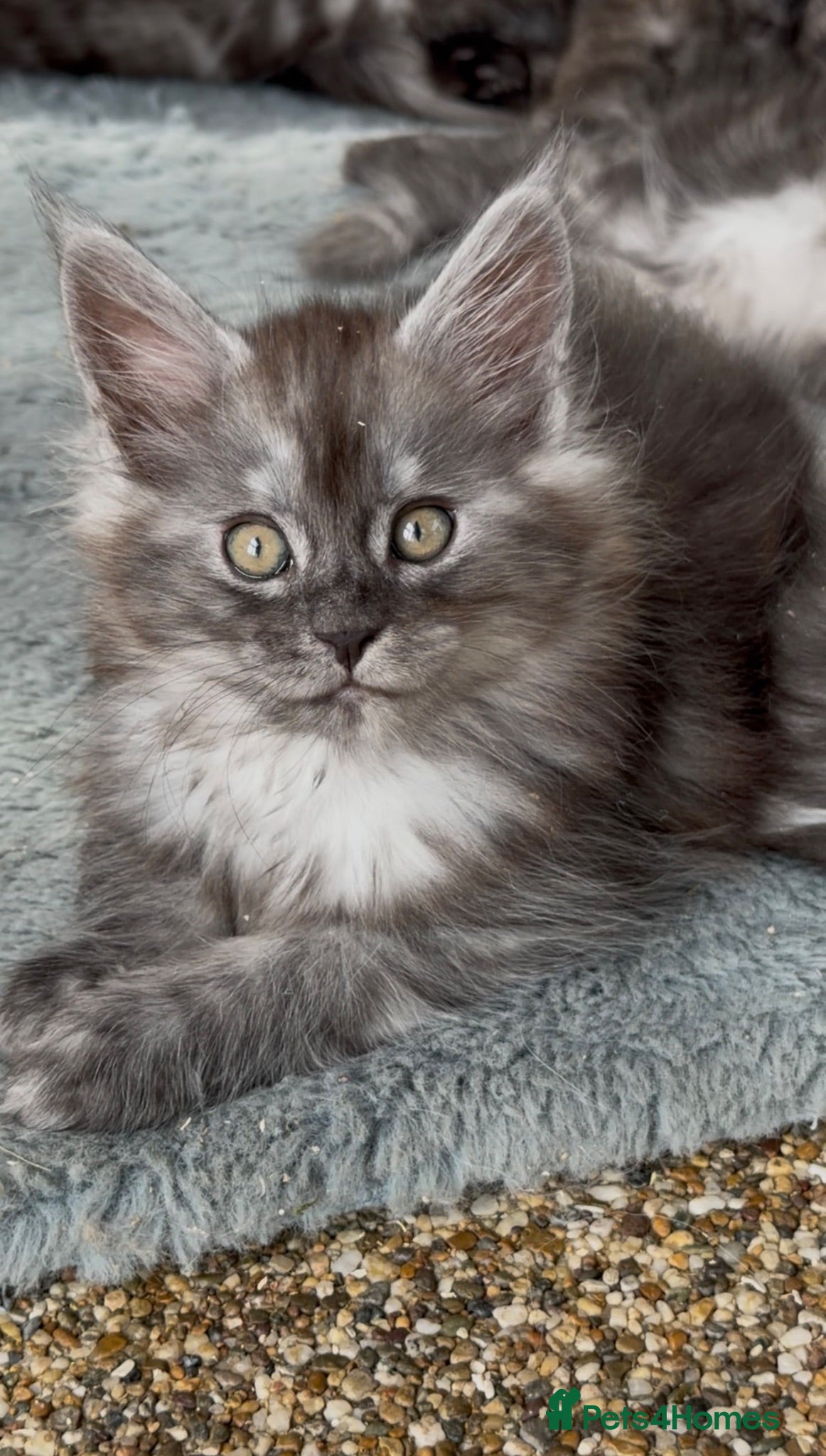Maine Coon cats GCCF reg Maine coon kittens from a shaded line - Advert 2