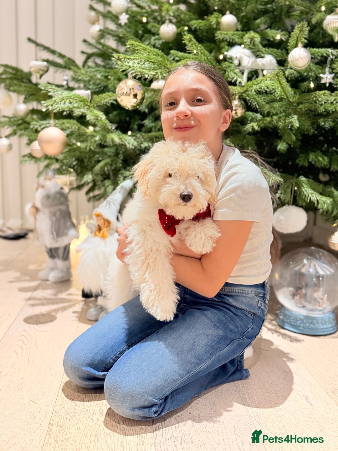 Maltipoo dogs for sale: Maltipoo puppy - Advert 10