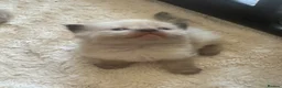 Ragdoll cats for sale: GCCF Ragdoll Kittens £800 in Chesham - Advert 6
