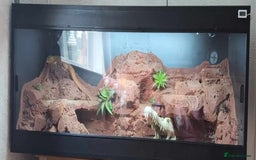 Bearded Dragon reptiles for sale: Bearded Dragon - Image 4