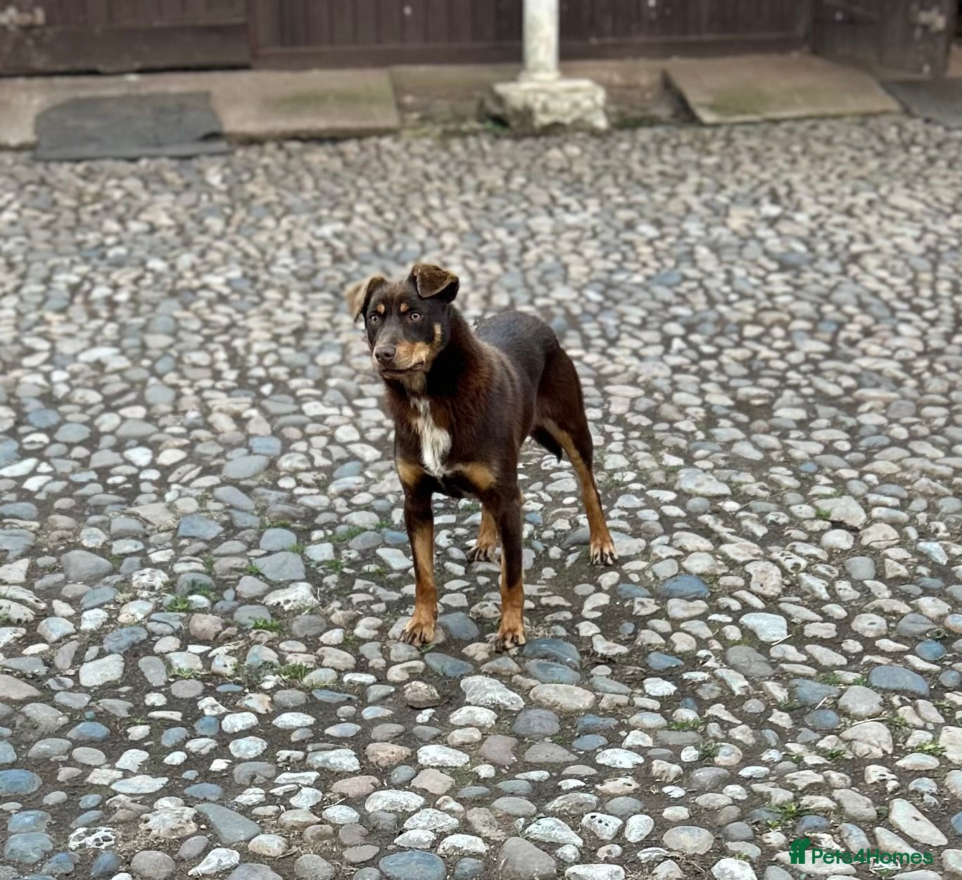 Australian Kelpie dogs Lynn beautiful Australian Kelpie  - Advert 7
