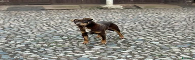 Australian Kelpie Puppy 1