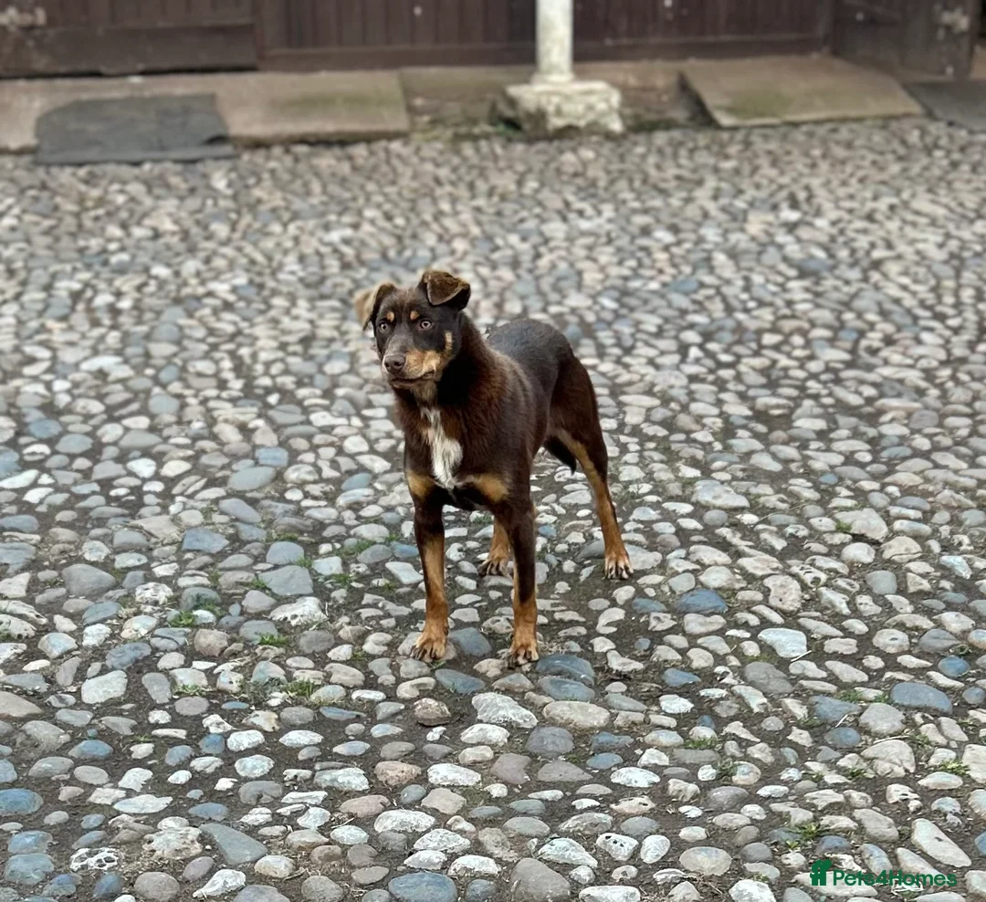 Australian Kelpie dogs for sale: Lynn beautiful Australian Kelpie  - Advert 1