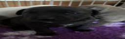 Staffordshire Bull Terrier dogs for sale: Exceptional litter of Staffie puppies - Advert 9