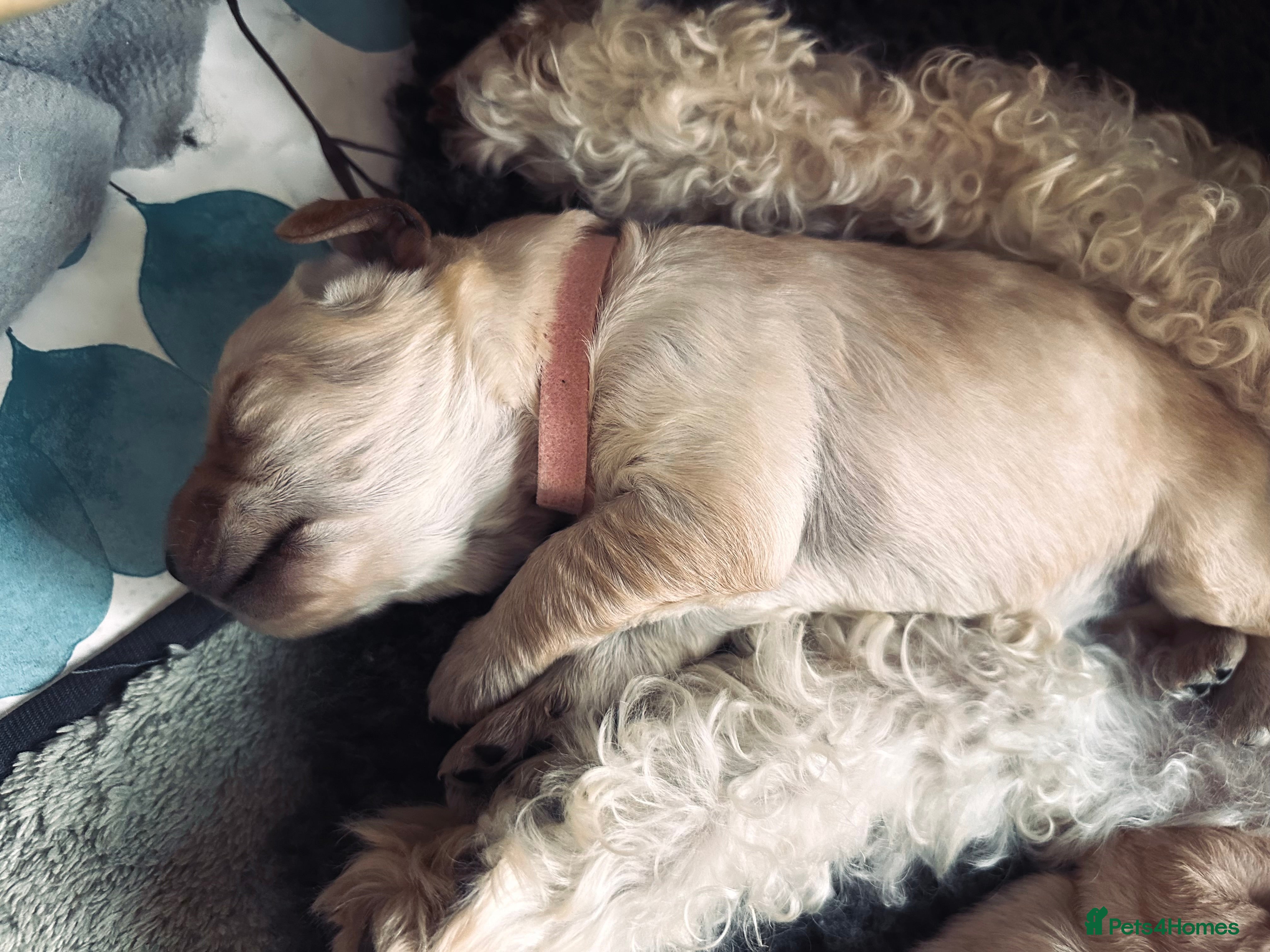 Labradoodle dogs for sale: Labradoodle Puppies - Wonderful Temperaments - Advert 2