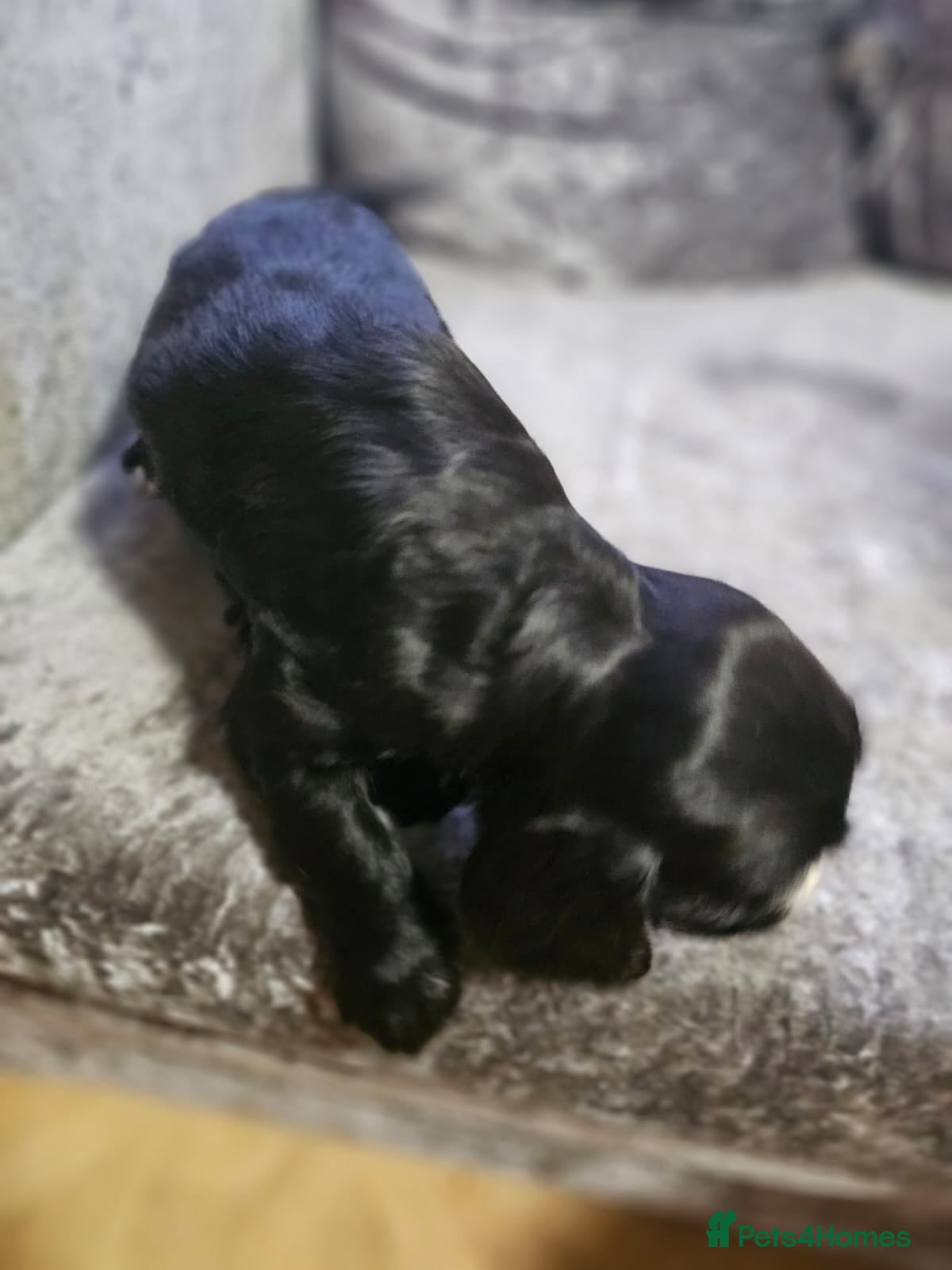 Cocker Spaniel dogs for sale: cocker spaniel puppies - Advert 23