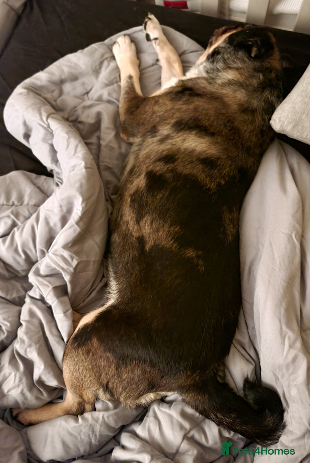 Pug dogs for sale: Pretty Merle Pug - Image 6