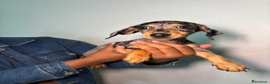 Dachshund 3