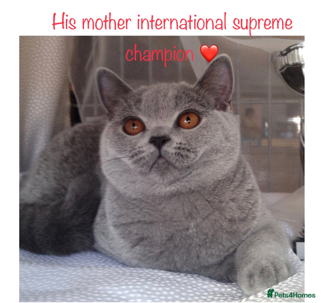 British Shorthair cats for stud: 👑 NEW STUD CHAMPION BRED GCCF BLUE BOY 👑 in Derby - Image 3