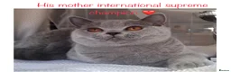 British Shorthair cats for stud: 👑 NEW STUD CHAMPION BRED GCCF BLUE BOY 👑 in Derby - Advert 3