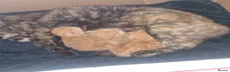Mixed Breed cats for sale: 2 ginger boy kittens for sale  - Advert 6