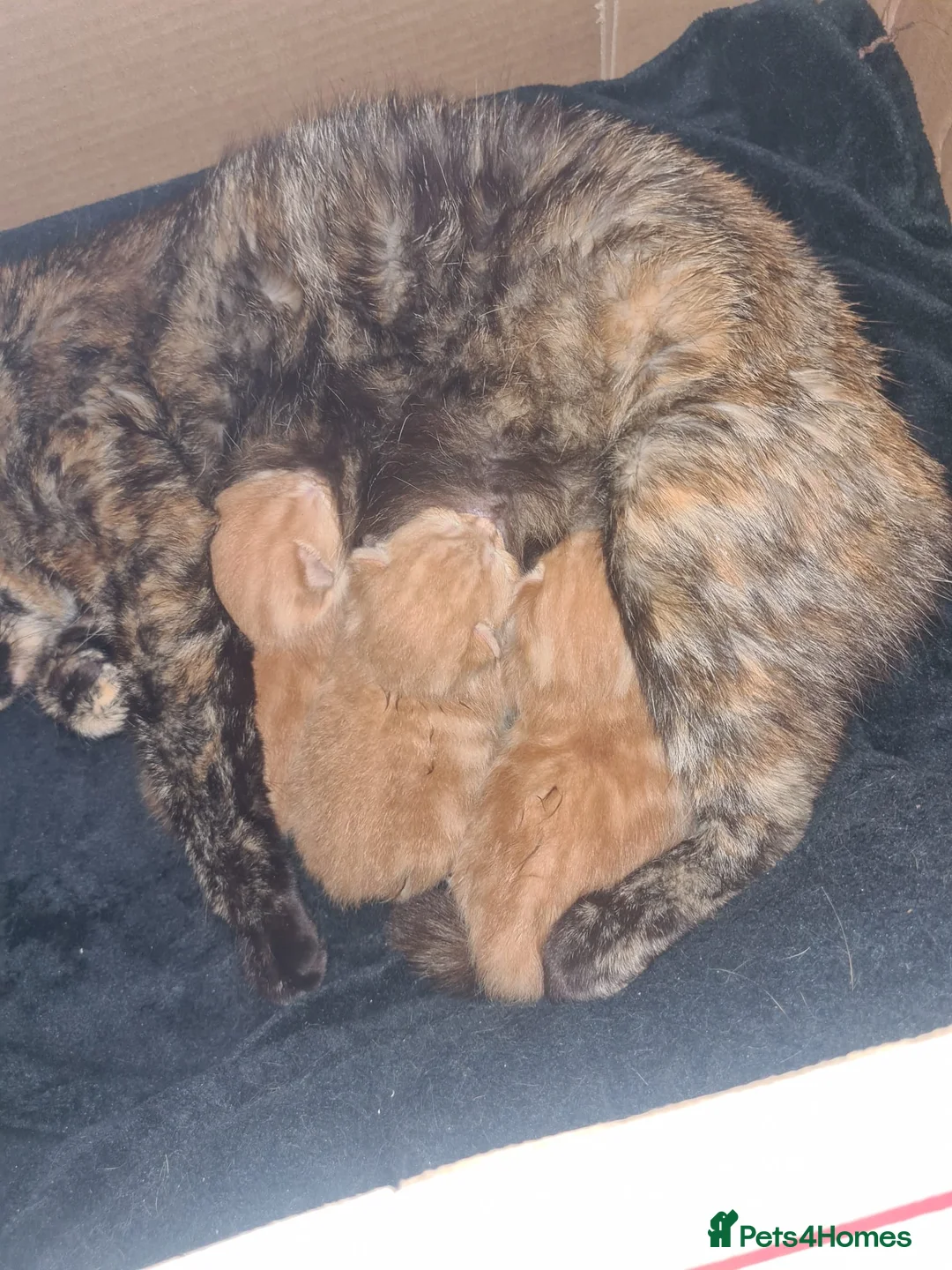 Mixed Breed cats for sale: 2 ginger boy kittens for sale  - Advert 6