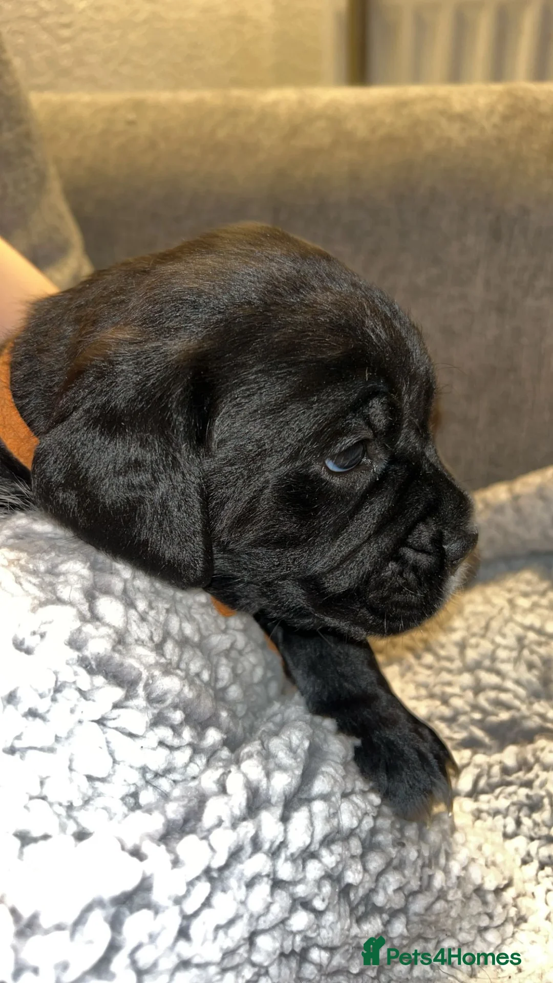 Mixed Breed dogs for sale:  Rare breed Boxador puppies  - Advert 4