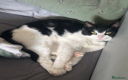 Domestic Shorthair cats for sale: Male loving cat £30 - Image 4