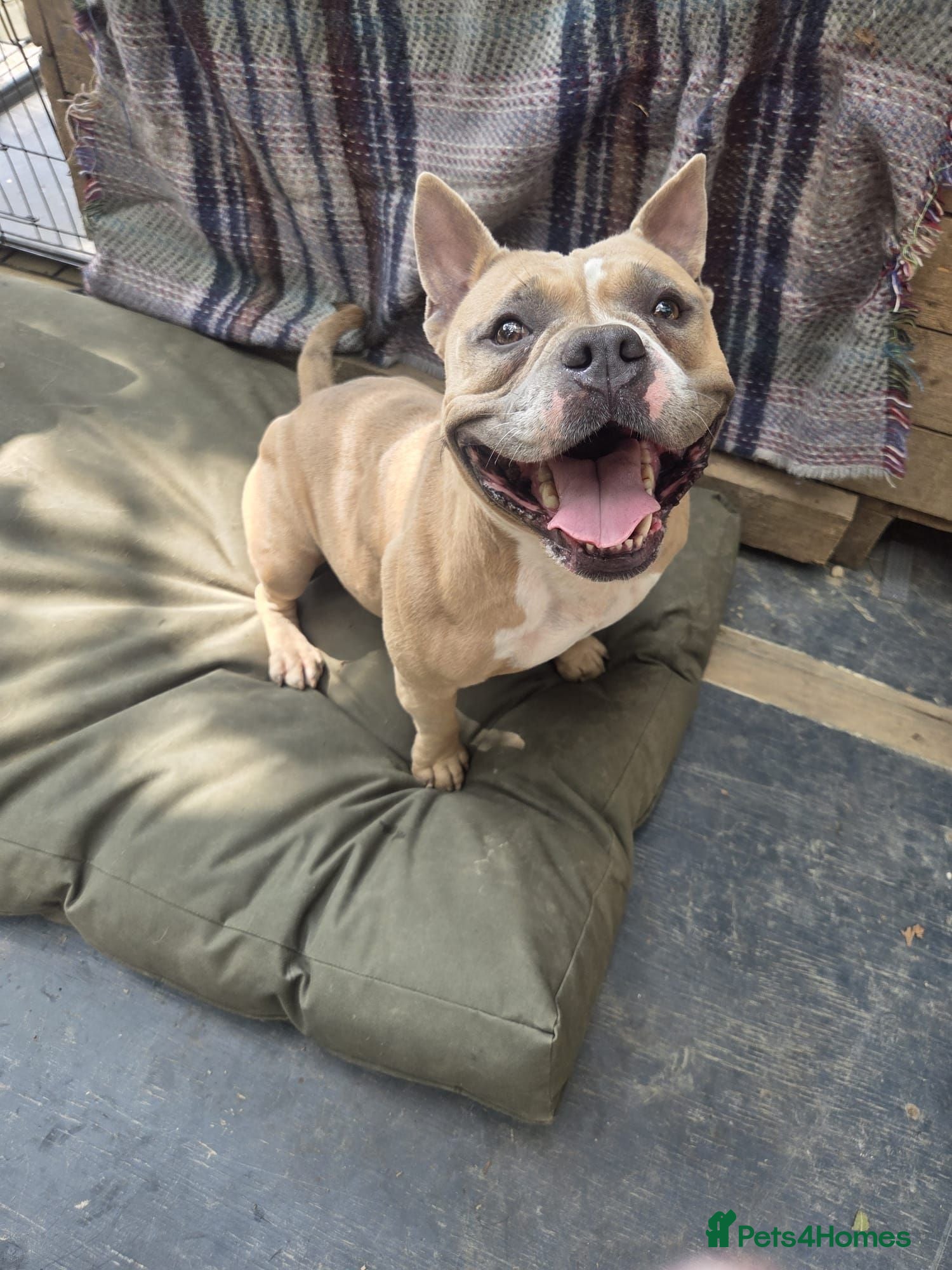 Mixed Breed dogs Pocket Bully x French Bulldog  - Advert 2