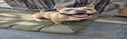 Mixed Breed dogs for sale: Pocket Bully x French Bulldog  - Advert 1