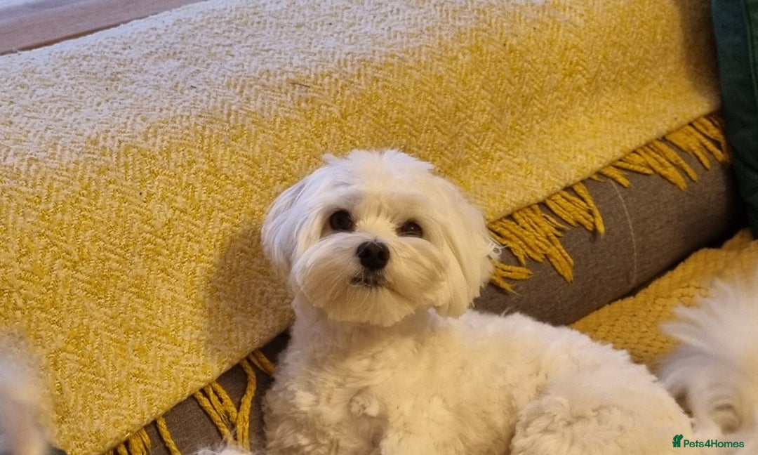 Maltese dogs for stud: KC Maltese for STUD £300 - Image 4