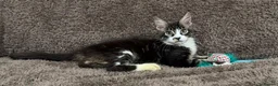 Maine Coon cats for sale: Ready for home pure bred maine coon kittens - Advert 8