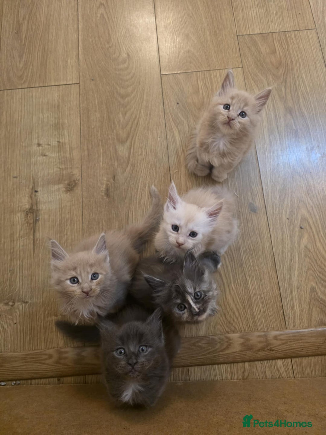 Maine Coon cats for sale: European line Mainecoon boy available.  - Advert 2