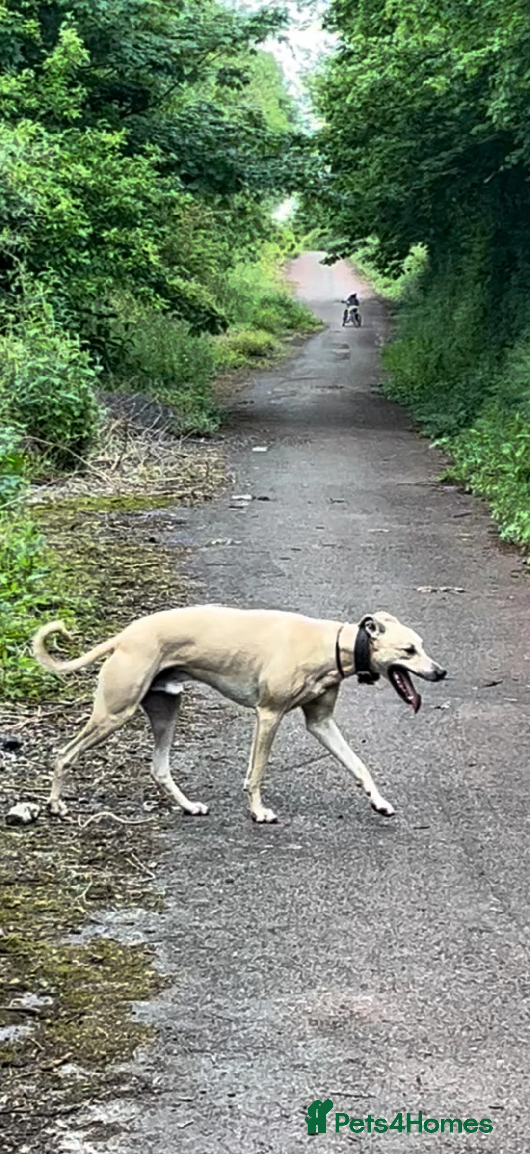 Lurcher dogs for stud: Light bull lurcher for stud (litter pick) - Advert 2
