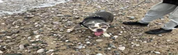 English Bulldog dogs for sale: 3 years old female - Advert 4