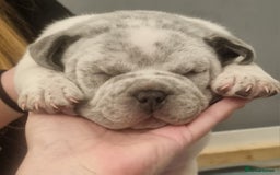 American Bully dogs for sale: 4 pocket bully pups. - Advert 1