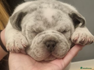 American Bully dogs 4 pocket bully pups. - Advert 1