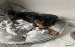 Rottweiler dogs for sale: Selling an 11 weeks old Rottweiler puppy. - Advert 2
