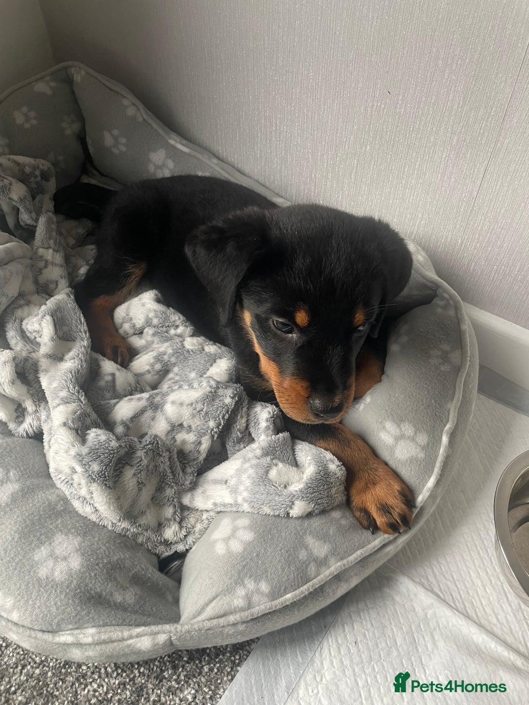 Rottweiler dogs for sale: Selling an 11 weeks old Rottweiler puppy. - Advert 2
