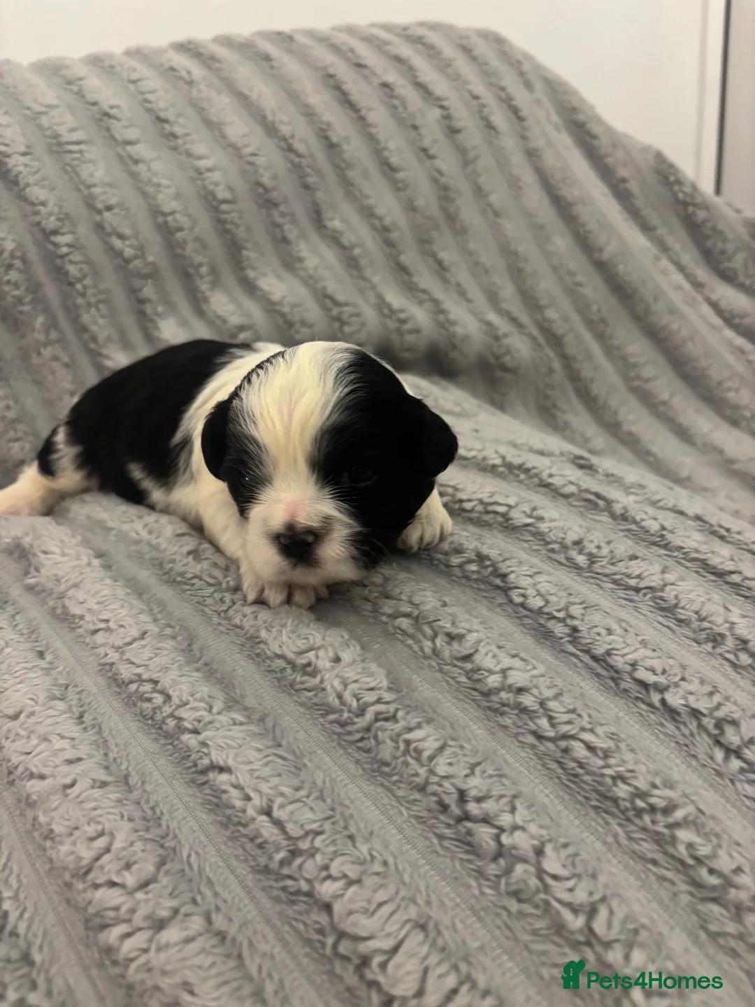 Shih Tzu dogs for sale: Shih tzu puppies  in Cumnock - Advert 2
