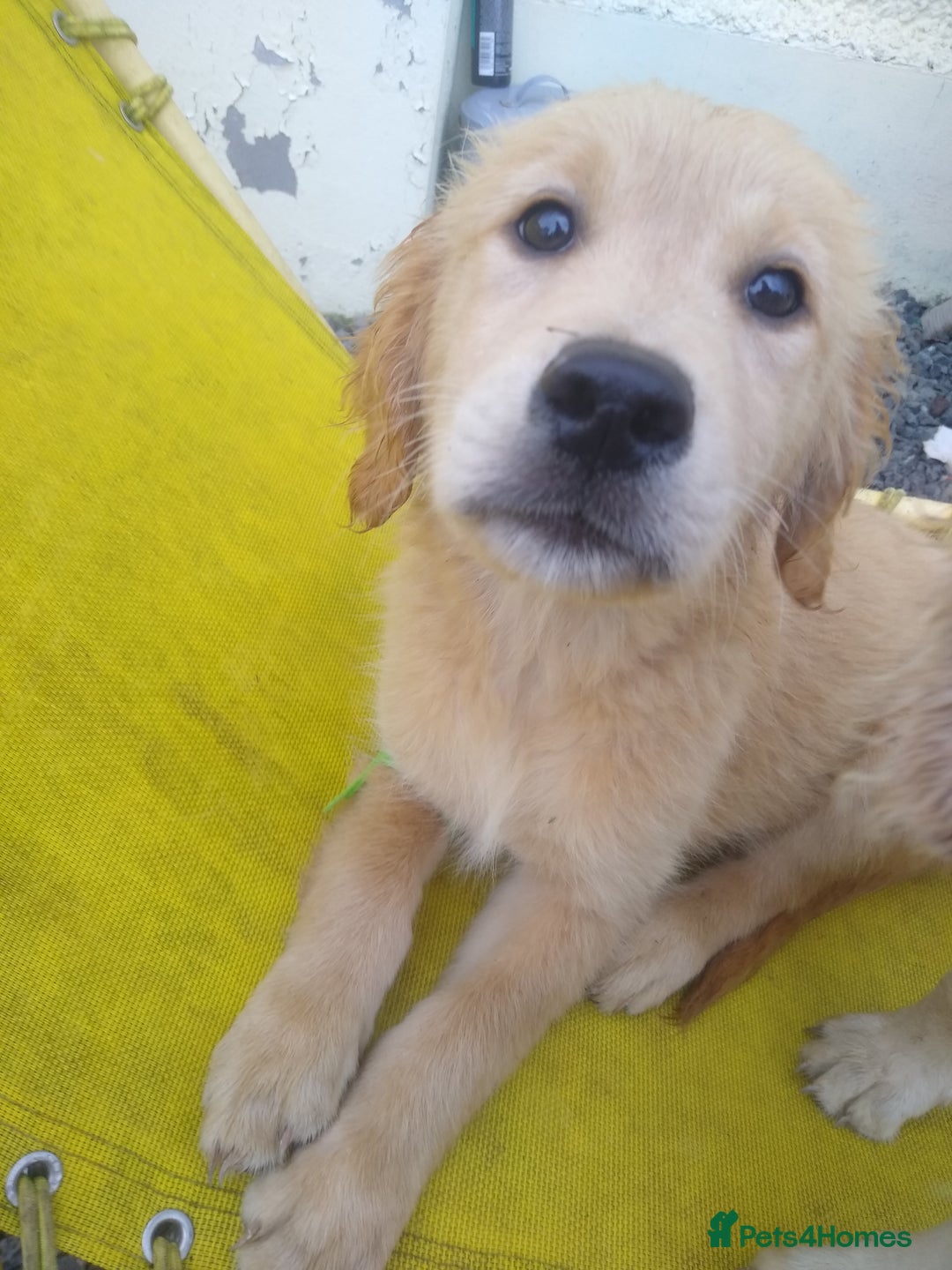 Golden Retriever dogs for sale: Wonderful,playful ,adventurous happy little furs😍 - Image 21