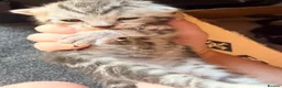 Bengal cats for sale: Grey tabby/bengal - Advert 4