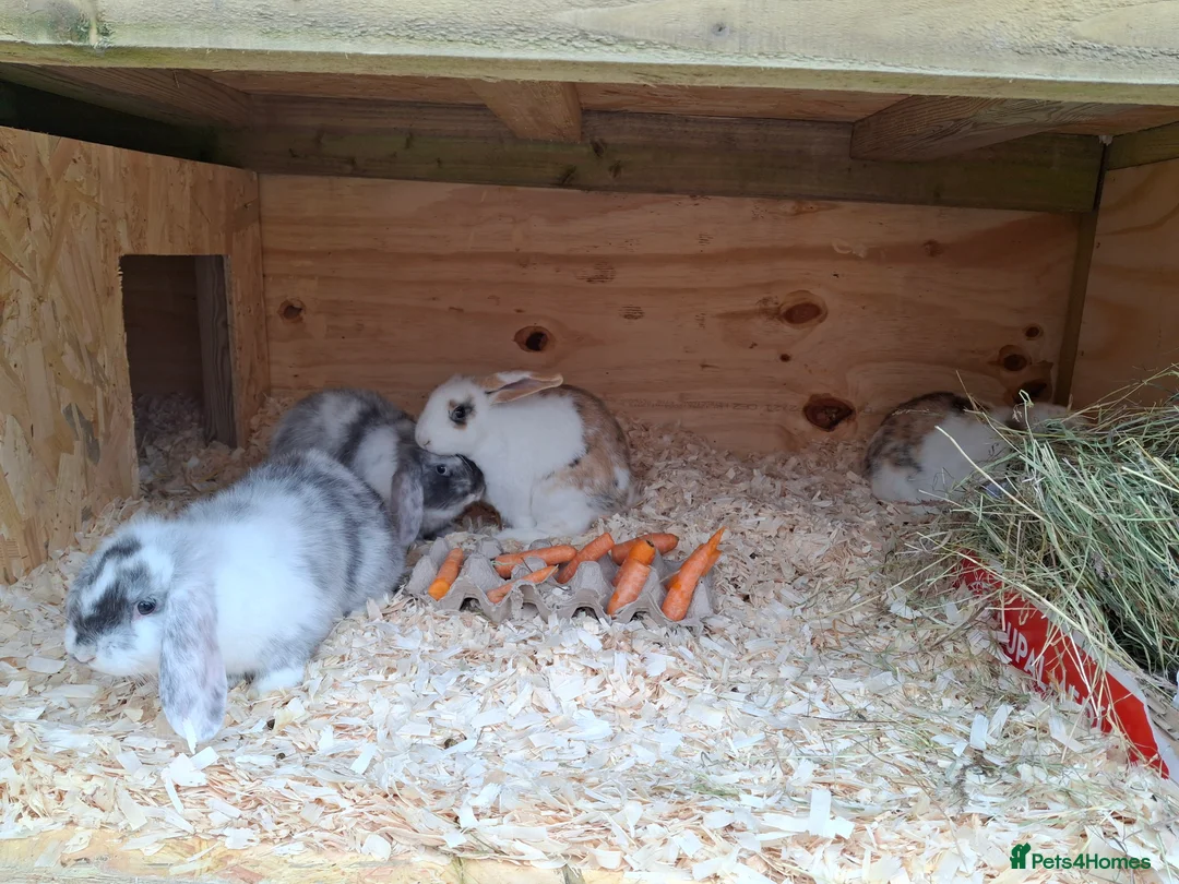 Mini Lop rabbits for sale: Young lop bunnies  - Advert 4