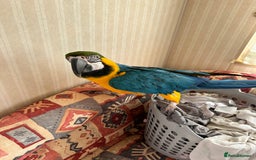 Macaws birds for sale: Blue and Gold Macaw - Image 6