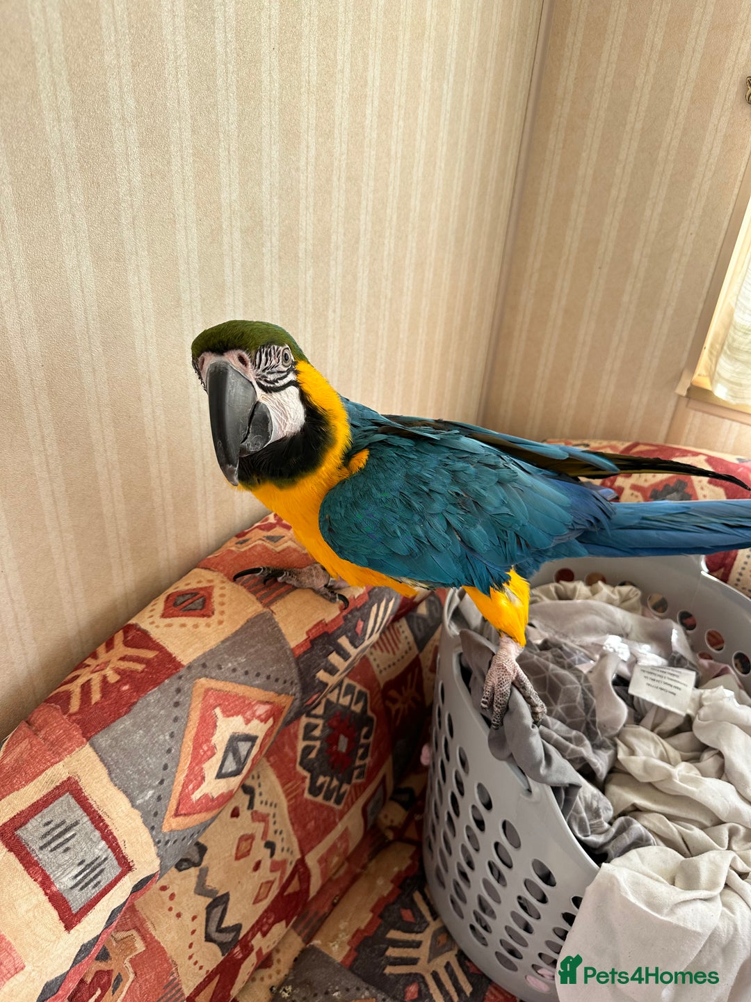Macaws birds for sale: Blue and Gold Macaw - Image 6