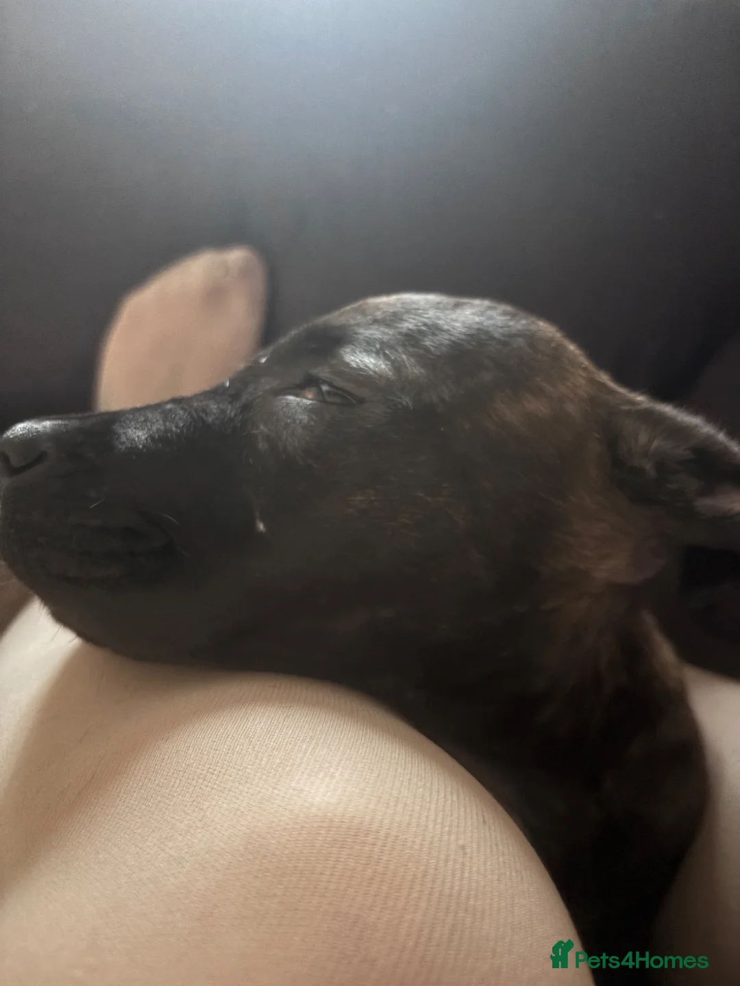 Mixed Breed dogs for sale: Female puppy for sale - Advert 5
