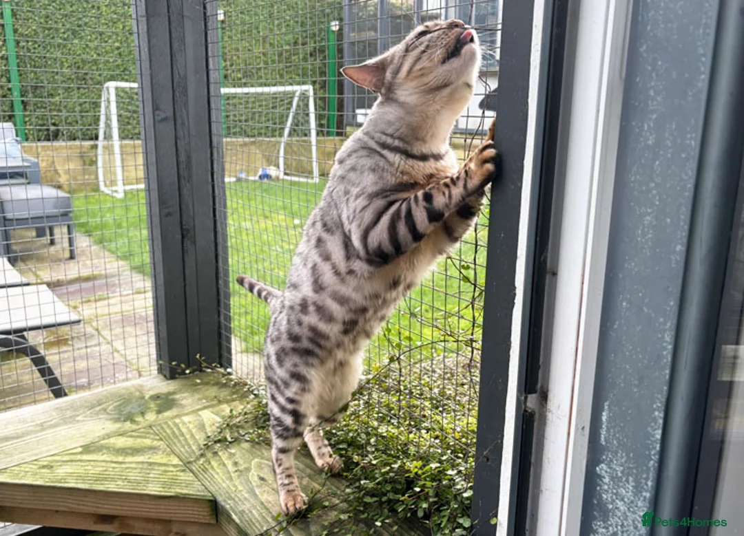 Bengal cats for sale: Beautiful big Silver spotted Bengal boy (ex stud) - Advert 18