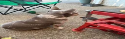 French Bulldog dogs for sale: French Bulldog Puppies - Advert 21