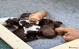 Sprocker dogs for sale: Gorgeous Homebred Sprocker Puppies - Image 1