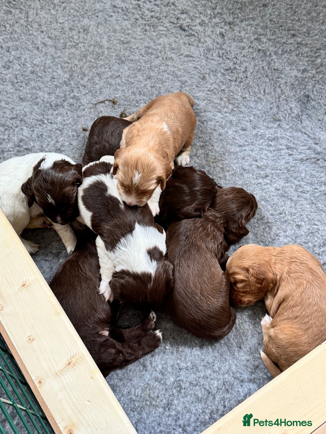 Sprocker dogs for sale: Gorgeous Homebred Sprocker Puppies - Image 1