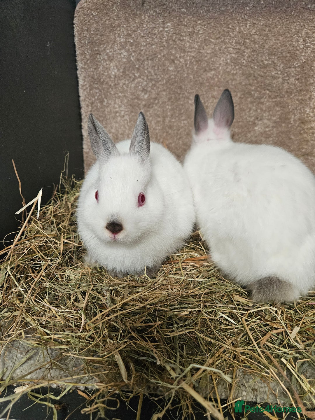 Netherland Dwarf rabbits for sale: Pure Bred Himalayan Netherland Dwarfs  - Image 5
