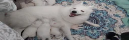 Japanese Spitz dogs for sale: Japanese Spitz Puppies - Advert 10