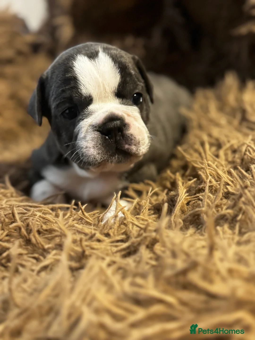 French Bulldog dogs for sale: French bulldog puppis  in Arbroath - Advert 6
