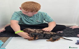 Miniature Dachshund dogs for sale: Stunning Silver dapple miniature boy - Image 7