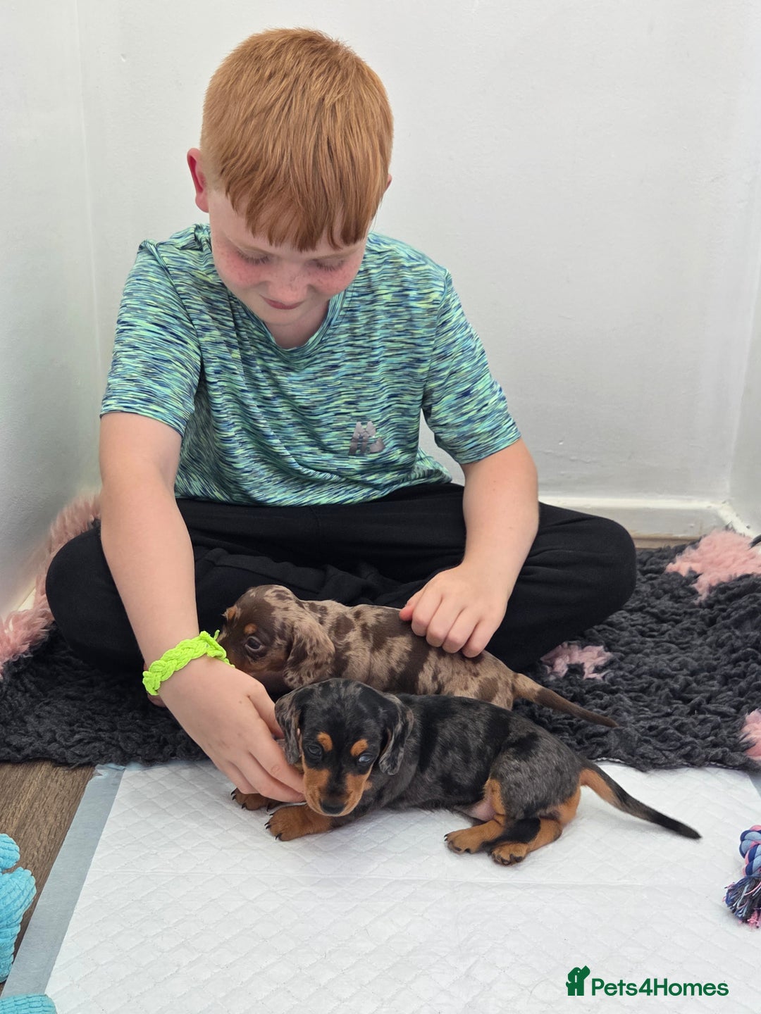 Miniature Dachshund dogs for sale: Stunning Silver dapple miniature boy - Image 7